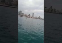 Une orque au large de Beyrouth