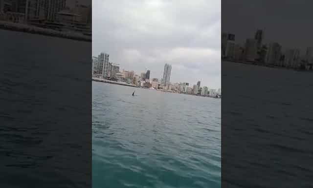 Une orque au large de Beyrouth