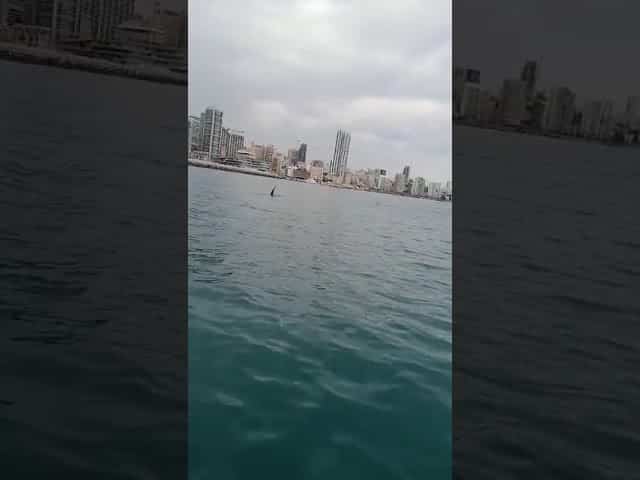 Une orque au large de Beyrouth