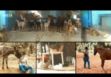 Cri d’Alarme de BETA qui en appelle aux dons pour éviter de mettre plus de 800 chiens à la rue