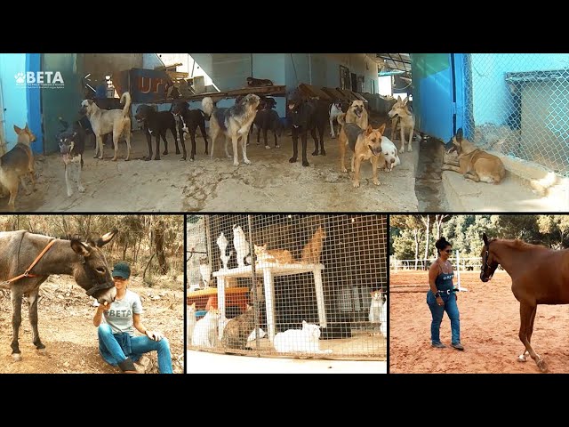 Cri d’Alarme de BETA qui en appelle aux dons pour éviter de mettre plus de 800 chiens à la rue Cri d'Alarme de BETA qui en appelle aux dons pour éviter de mettre plus de 800 chiens à la rue
