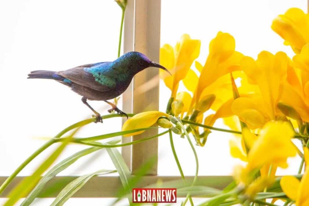 Dans le silence du virus : quels effets sur les êtres vivants ?