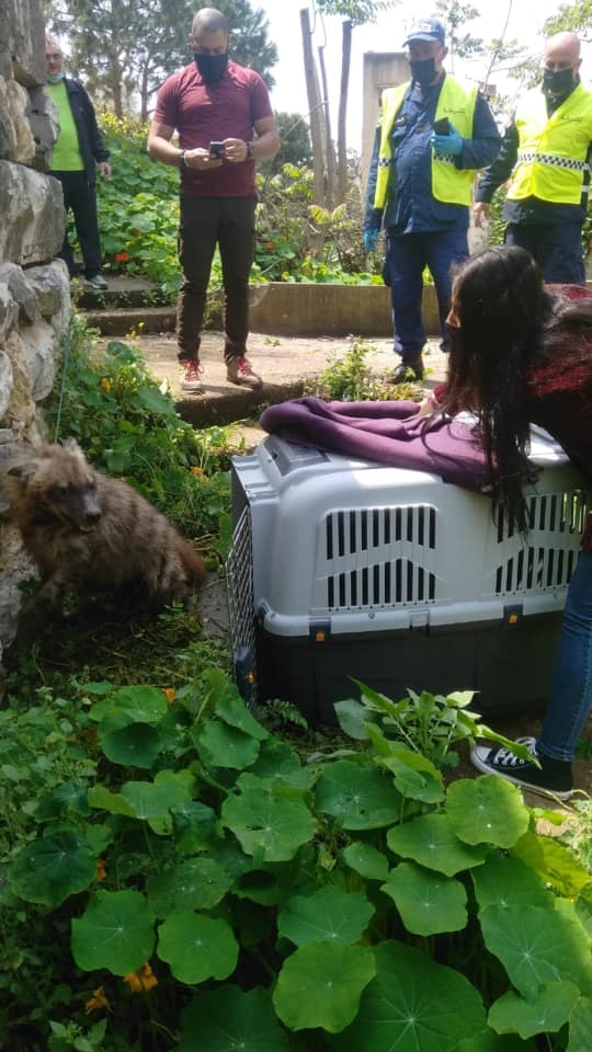 Quand la Nature reprend ses droits et que cela se termine bien: Des hyènes à Ghazir dont une capturée par la police municipale pour être remise à une ONG