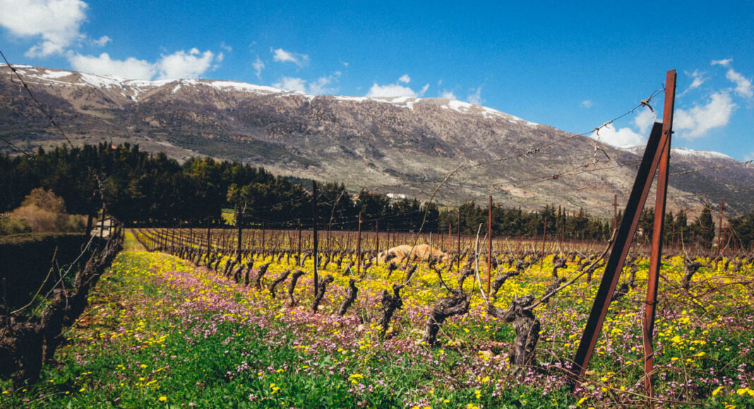 Lebanon / Heritage: the vineyard and cellars of Château Kefraya