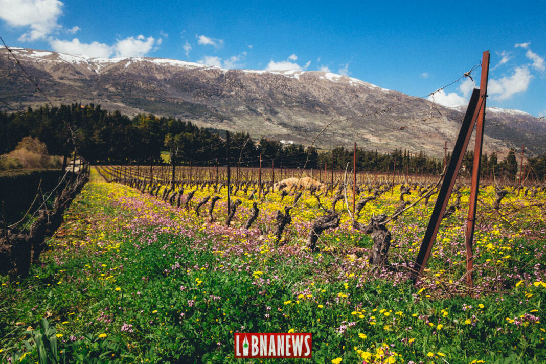 Liban/Patrimoine: le vignoble et les caves de Château Kefraya