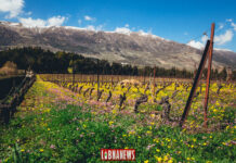 Liban/Patrimoine: le vignoble et les caves de Château Kefraya