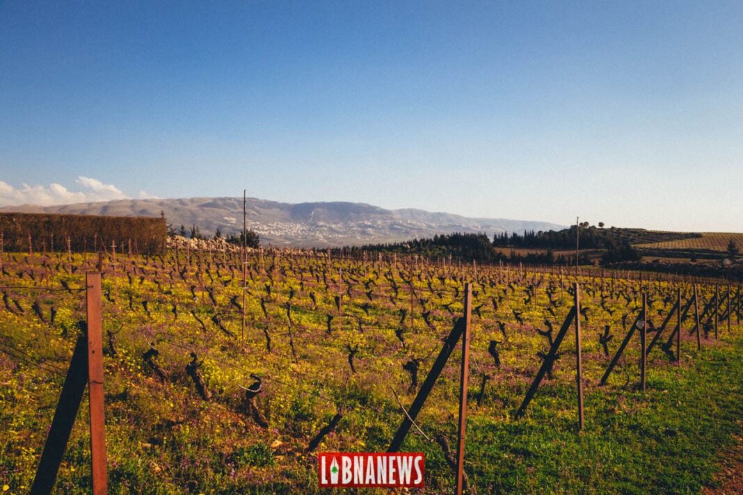 L’histoire de la viticulture au Liban, une invitation pour un voyage de plusieurs millénaires