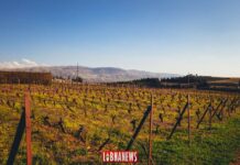 L’histoire de la viticulture au Liban, une invitation pour un voyage de plusieurs millénaires