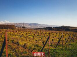 L’histoire de la viticulture au Liban, une invitation pour un voyage de plusieurs millénaires L’histoire de la viticulture au Liban, une invitation pour un voyage de plusieurs millénaires