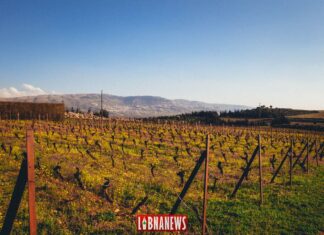 L’histoire de la viticulture au Liban, une invitation pour un voyage de plusieurs millénaires