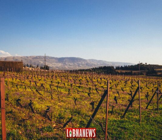 L’histoire de la viticulture au Liban, une invitation pour un voyage de plusieurs millénaires