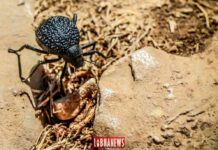 Le Liban touché par un nouveau fléau, celui des insectes.