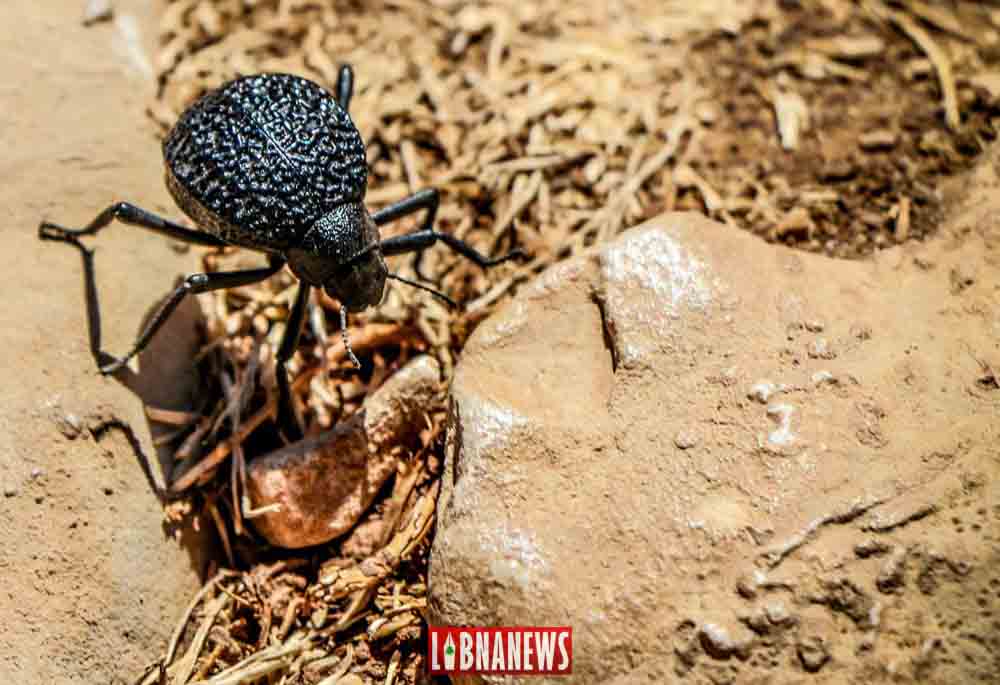 Le Liban touché par un nouveau fléau, celui des insectes.