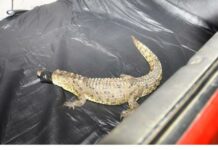 Un crocodile du Nil retrouvé à Ein Remmeneh