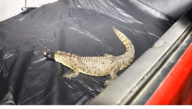 Un crocodile du Nil retrouvé à Ein Remmeneh