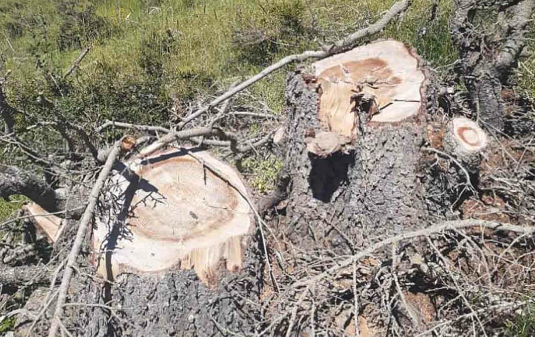 Des cèdres illégalement abattus dans le Nord