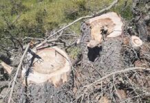 Des cèdres illégalement abattus dans le Nord