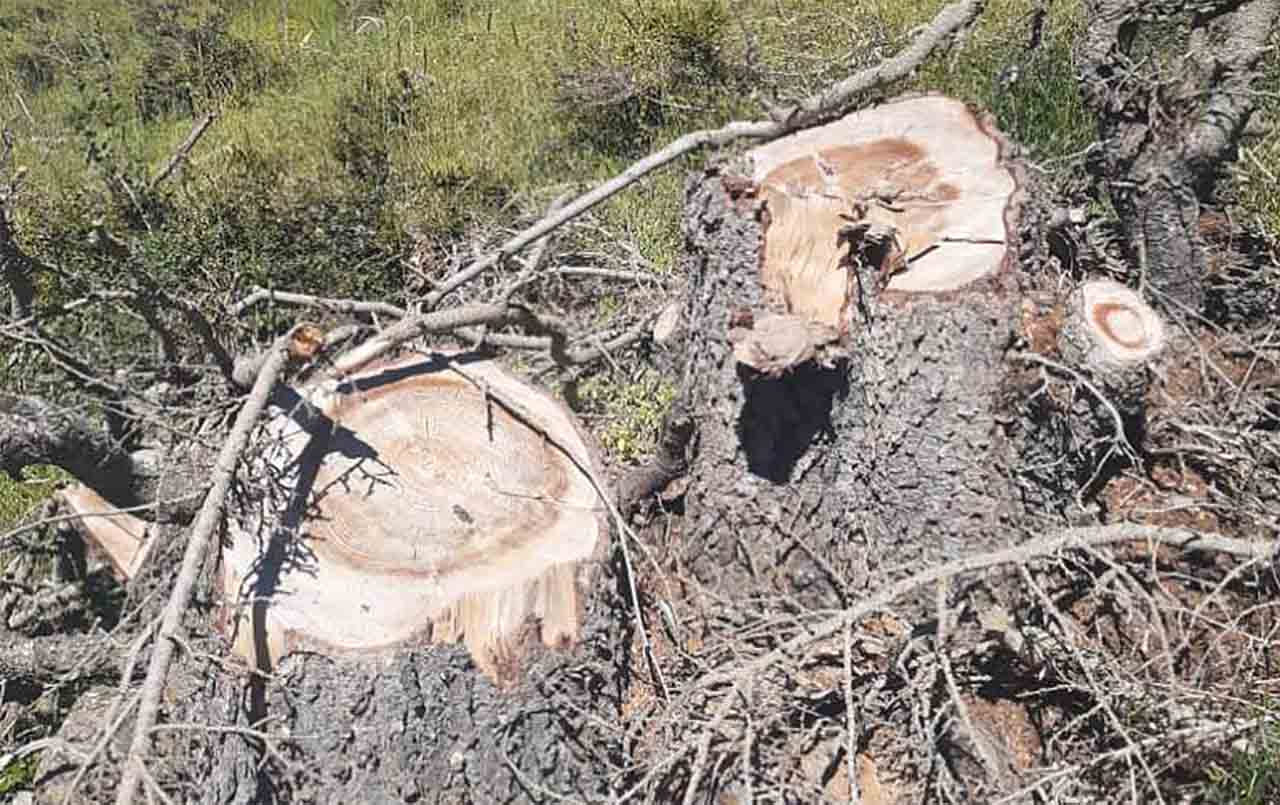 Des cèdres illégalement abattus dans le Nord