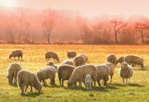 Les saigneurs des agneaux, par Carine Chamoun Chammas