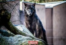 Les loups sont entrés dans Beyrouth !