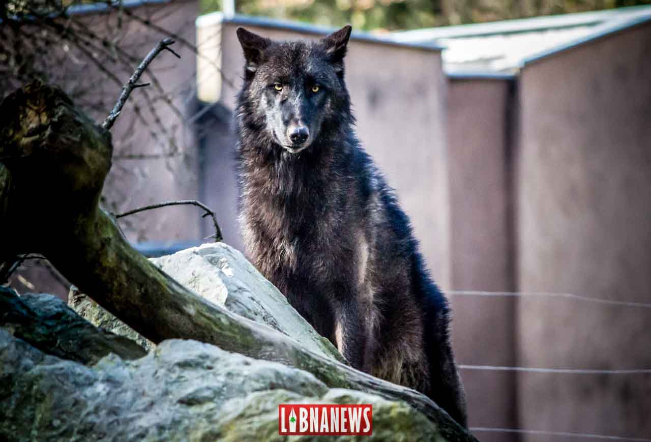 Les loups sont entrés dans Beyrouth ! Les loups sont entrés dans Beyrouth !