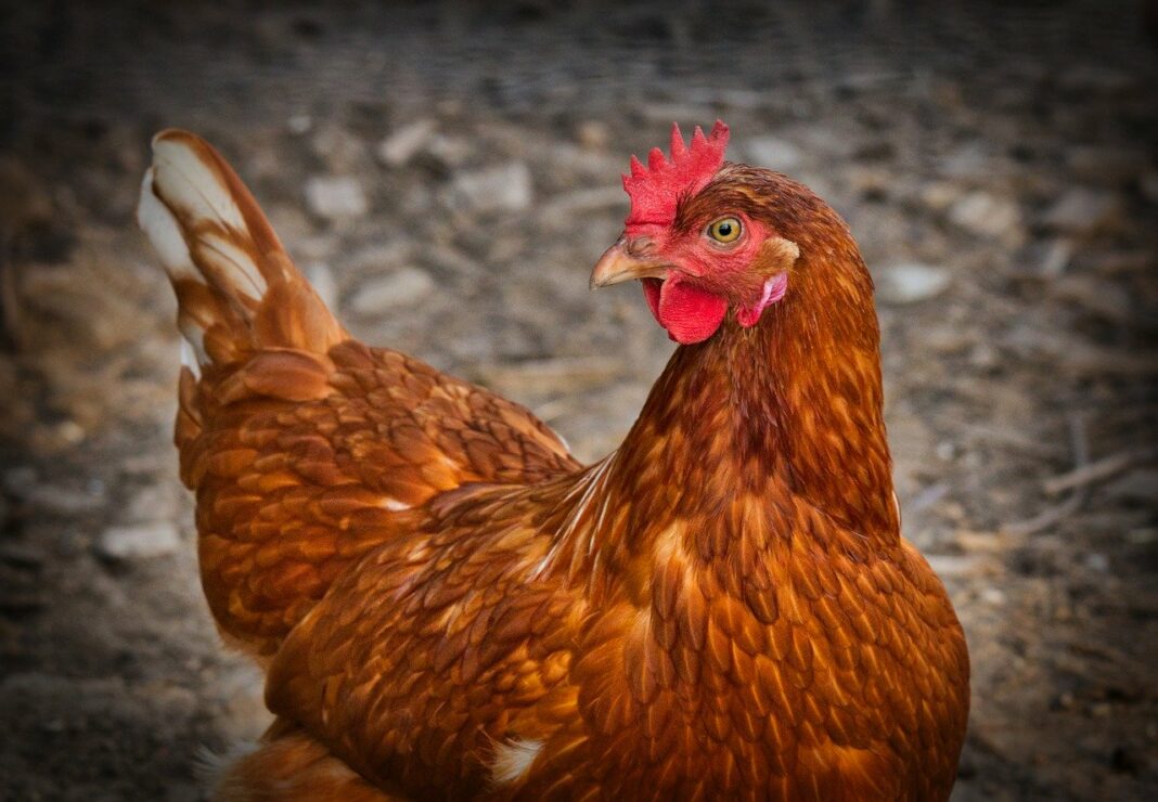 La vie de 500 000 poules menacée par la pénurie des carburants