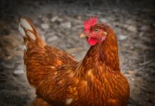 La vie de 500 000 poules menacée par la pénurie des carburants