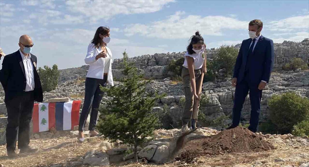 Emmanuel Macron qui plante un cèdre à Jaja, le 1er septembre 2020 à l'occasion du 100ème anniversaire du Grand Liban