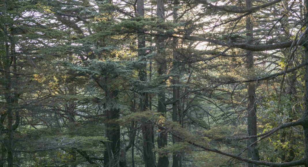 Nadim Asfar, Forêt de cèdres à Tannourine 2, 2017, tirage photographique sur papier Inbe 2020, 60 x 90 cm.