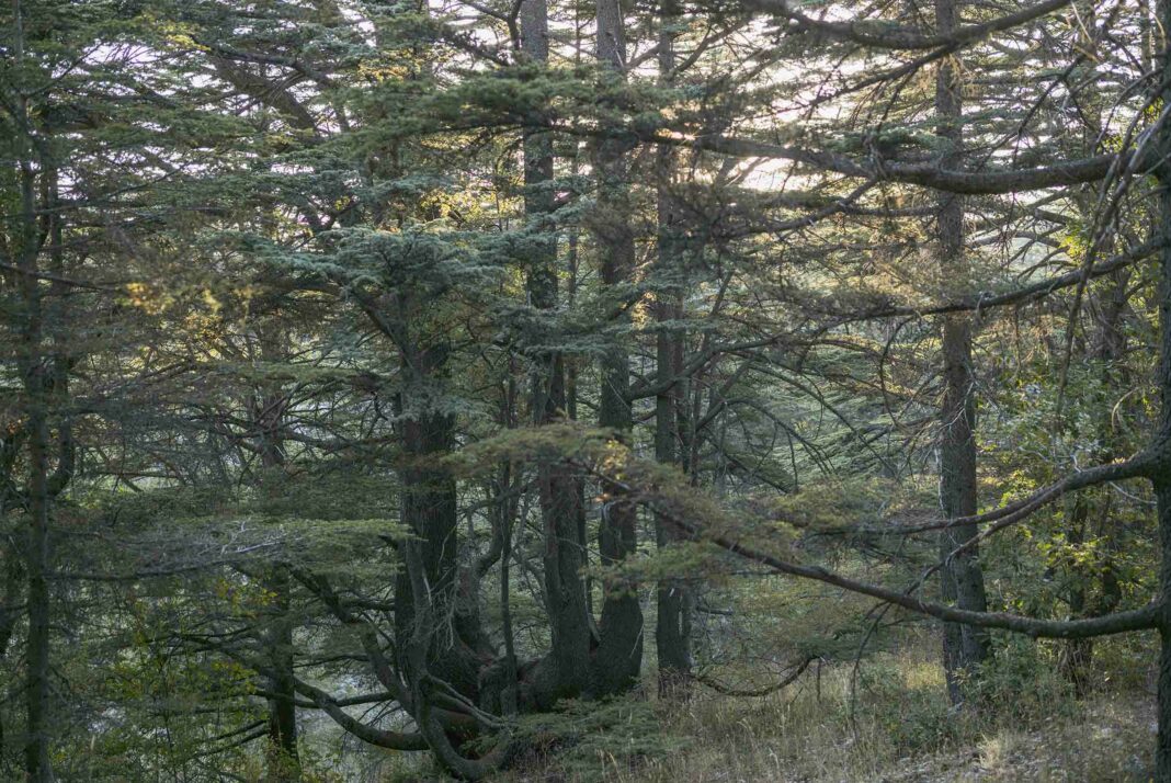 Nadim Asfar, Forêt de cèdres à Tannourine 2, 2017, tirage photographique sur papier Inbe 2020, 60 x 90 cm.