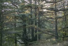 Nadim Asfar, Forêt de cèdres à Tannourine 2, 2017, tirage photographique sur papier Inbe 2020, 60 x 90 cm.