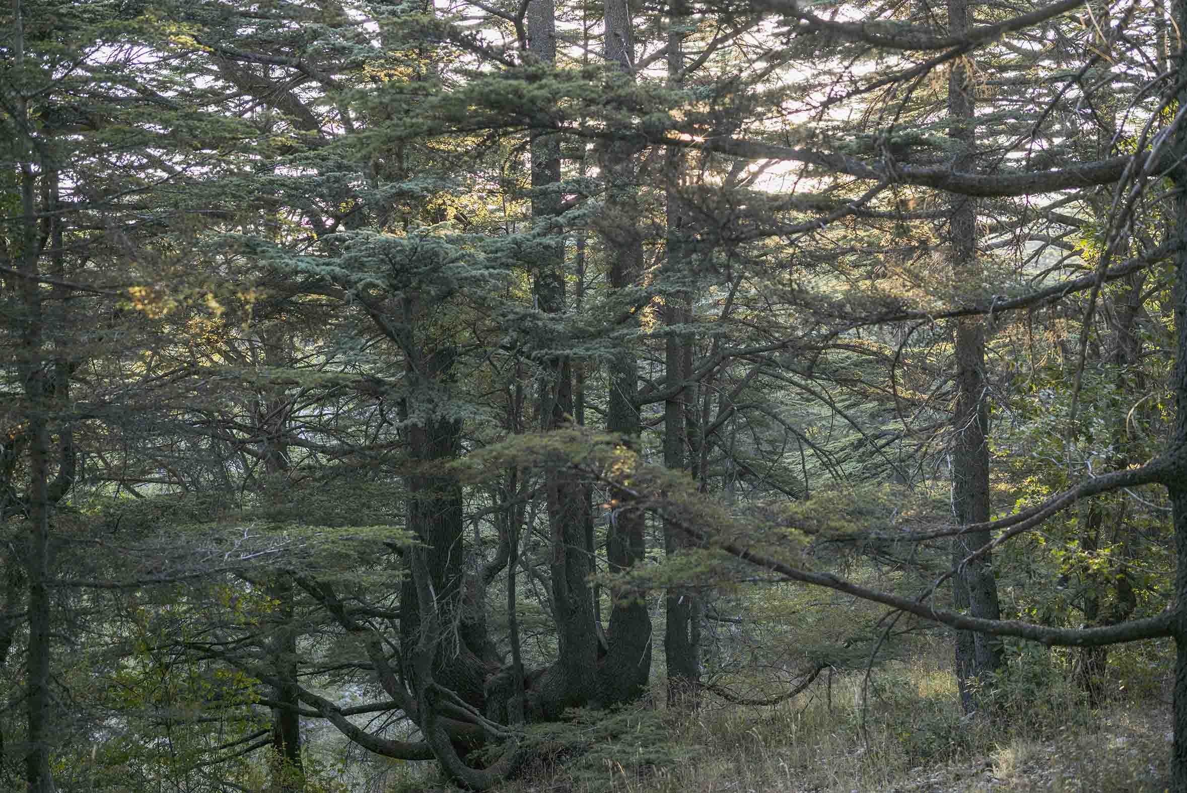 Nadim Asfar, Forêt de cèdres à Tannourine 2, 2017, tirage photographique sur papier Inbe 2020, 60 x 90 cm.