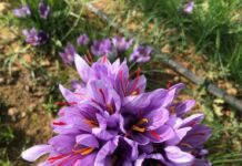 Al-Qaa : Terre de culture du safran au Liban.