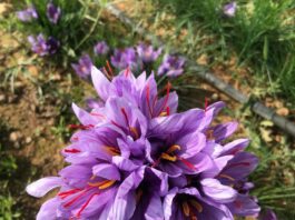 Al-Qaa : Terre de culture du safran au Liban.