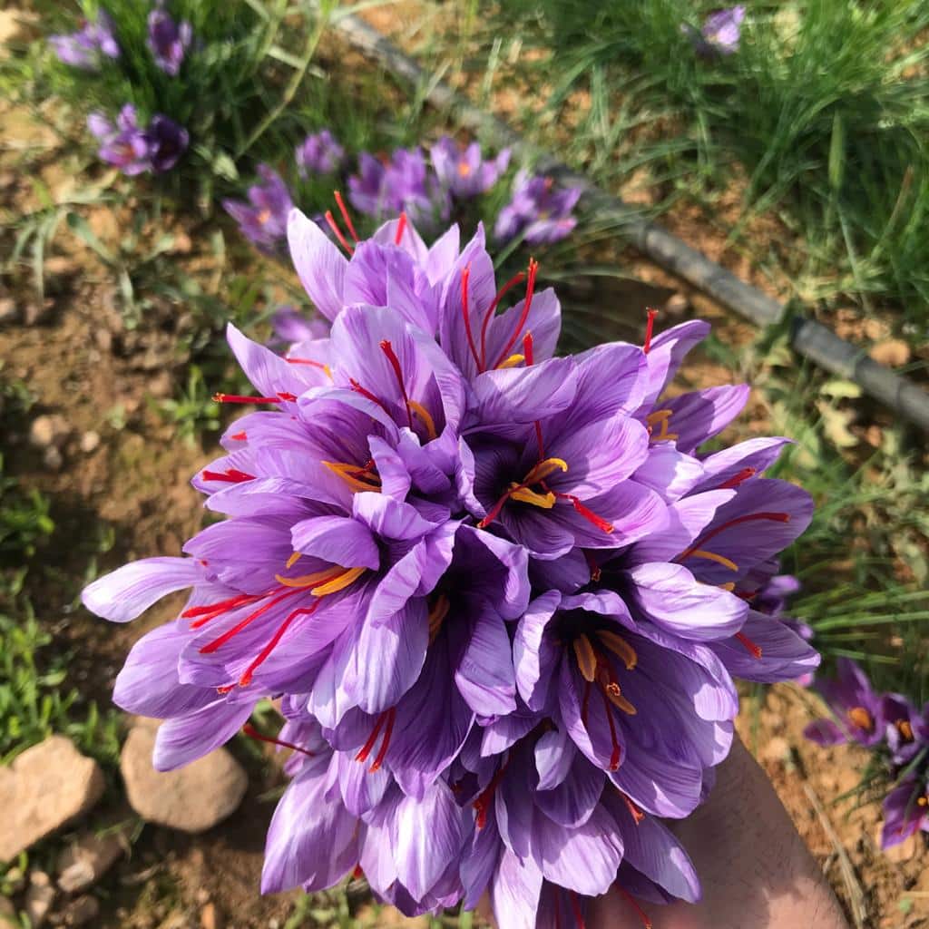 Al-Qaa: Land of saffron cultivation in Lebanon. Al-Qaa: Land of saffron cultivation in Lebanon.