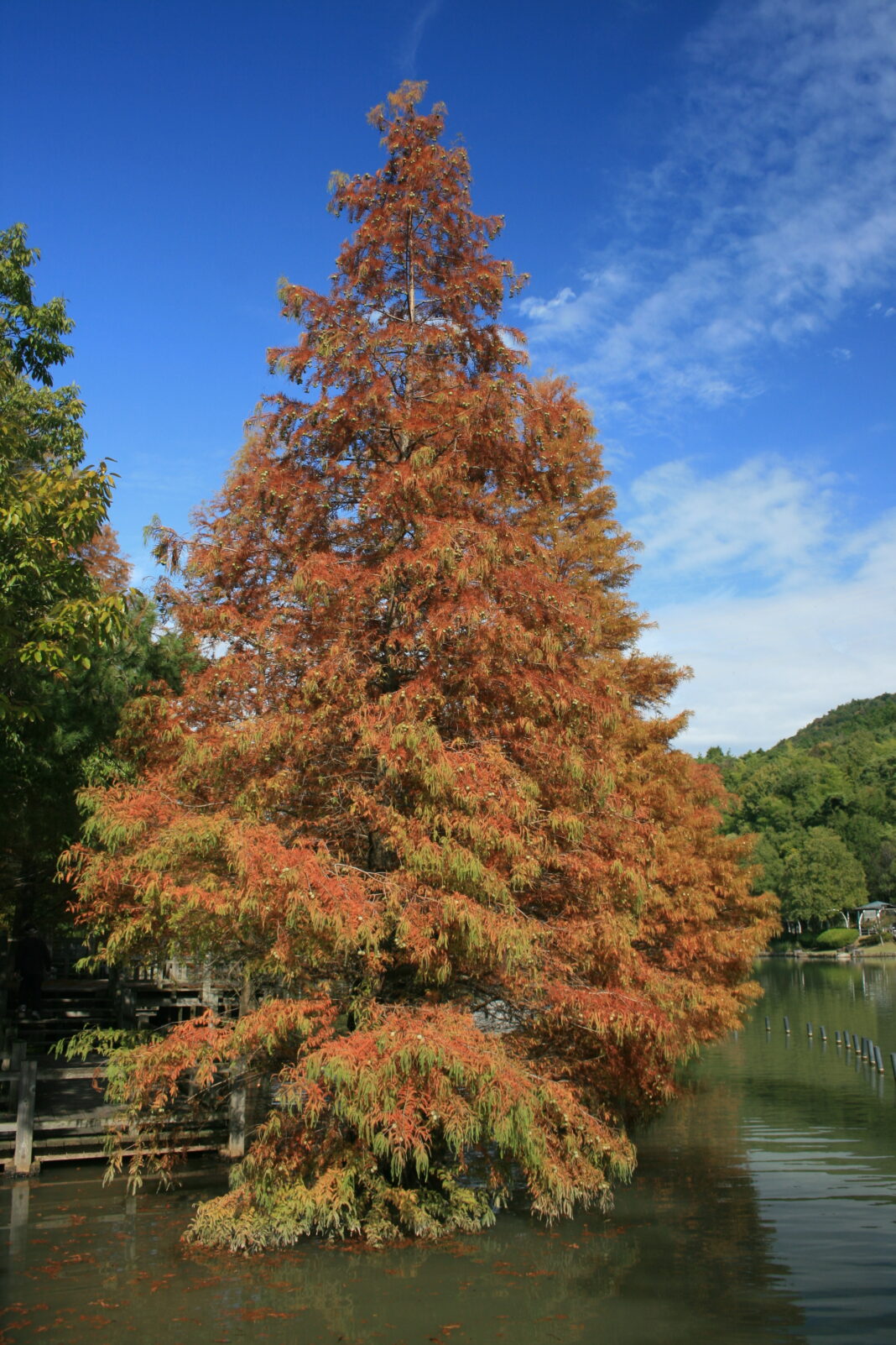 Le séquoia de Chine, l’arbre derrière le fossile