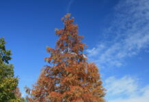 Le séquoia de Chine, l’arbre derrière le fossile
