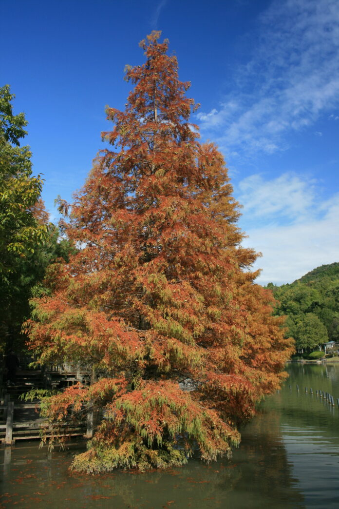 Wikipedia Metasequoia_glyptostroboides_Autumn_leaf_color Le séquoia de Chine, l’arbre derrière le fossile