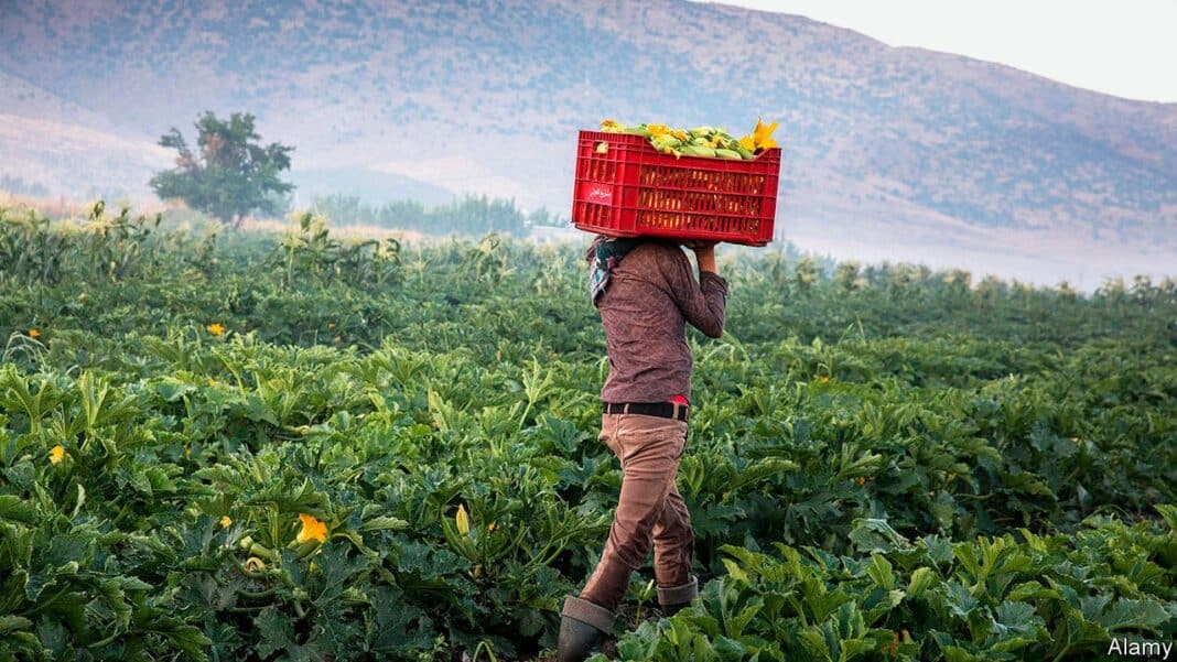 Le Liban, un eldorado perdu pour l'agriculture au Moyen-Orient ?