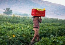 Le Liban, un eldorado perdu pour l’agriculture au Moyen-Orient ? Le Liban, un eldorado perdu pour l'agriculture au Moyen-Orient ?