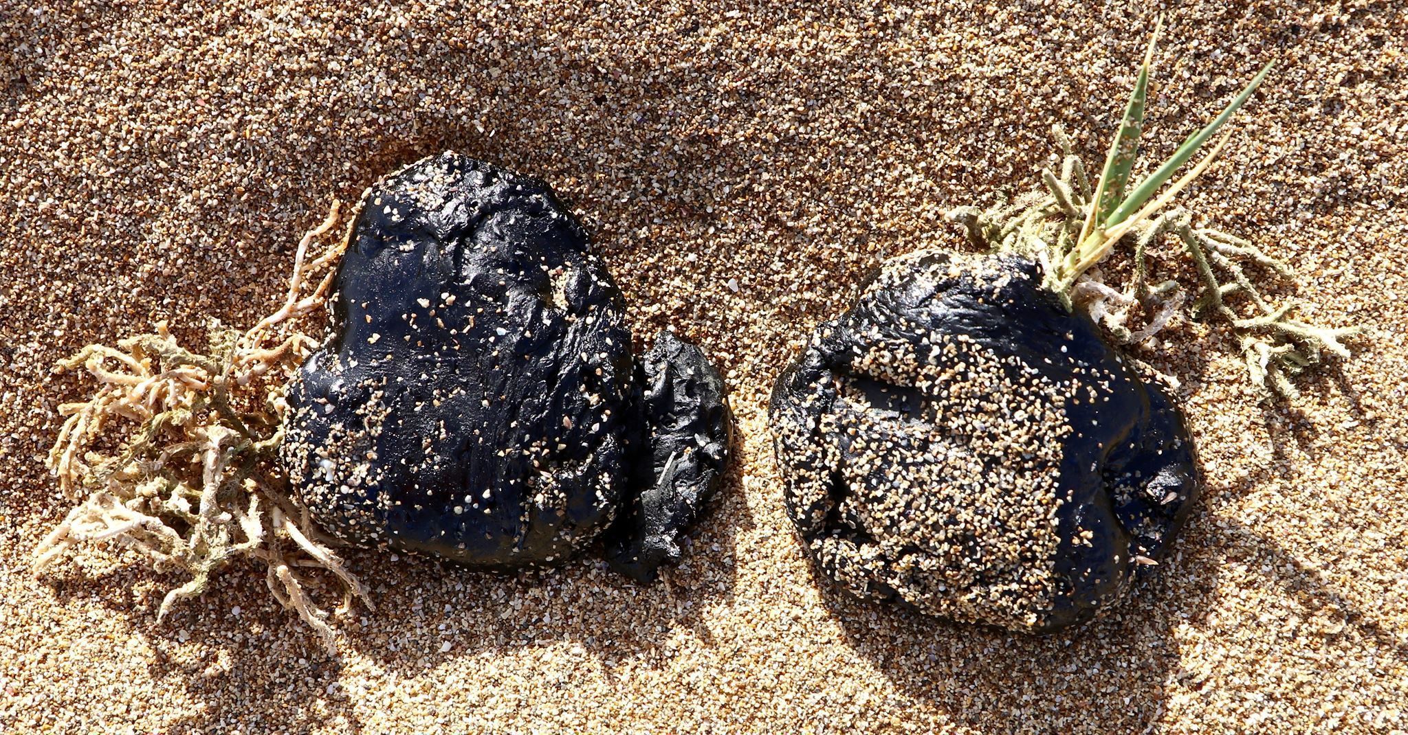 De nouvelles galettes de mazout sur les plages libanaises De nouvelles galettes de mazout sur les plages libanaises
