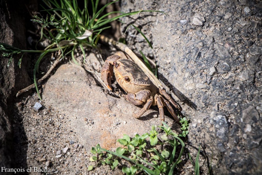 Lebanon / Heritage: the Judge’s Bridge in the Chouf
