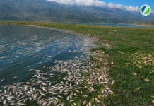 De nombreux poissons retrouvés sur les rives du lac Qaraoun