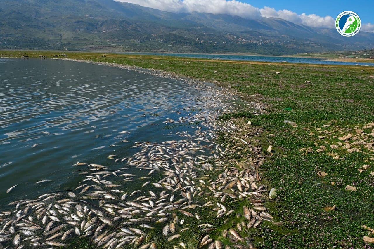 De nombreux poissons retrouvés sur les rives du lac Qaraoun