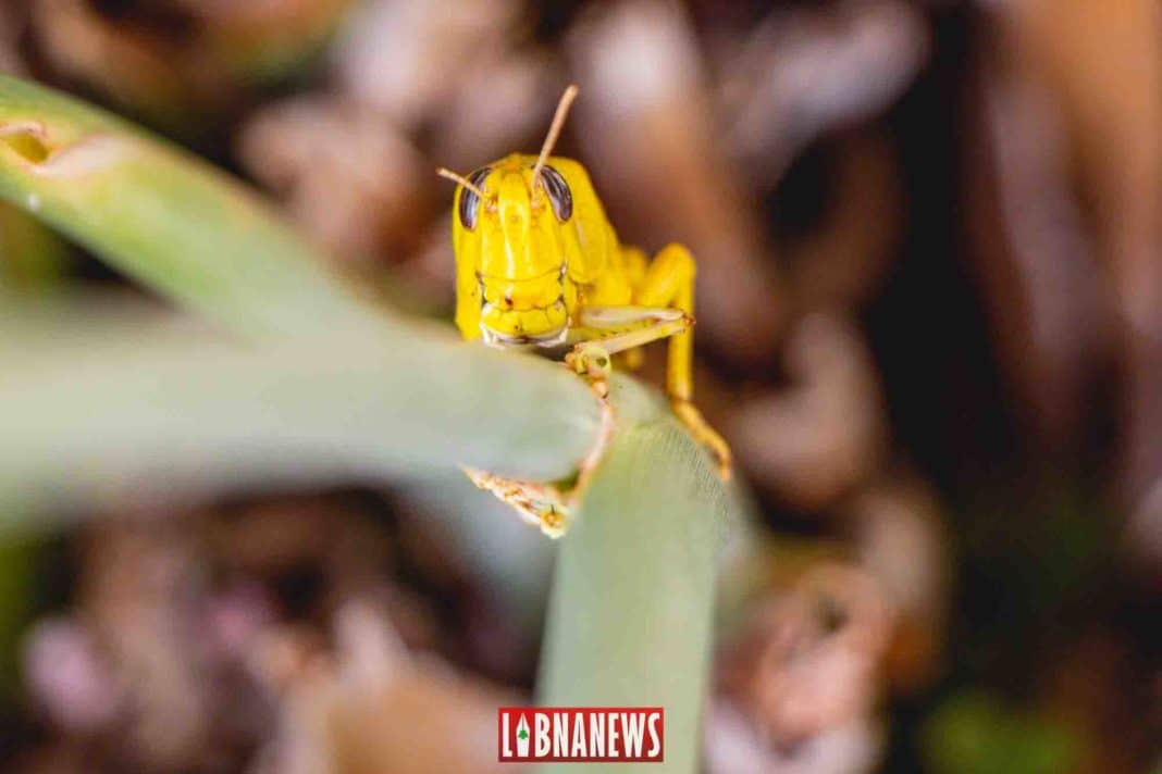 The Bekaa plain invaded by locusts