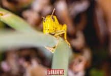 The Bekaa plain invaded by locusts