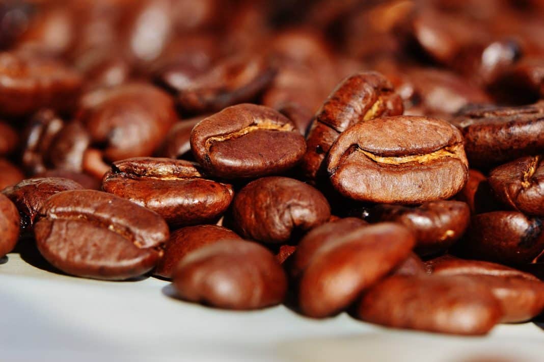 Café et changement climatique : la redécouverte d’une espèce sauvage prometteuse