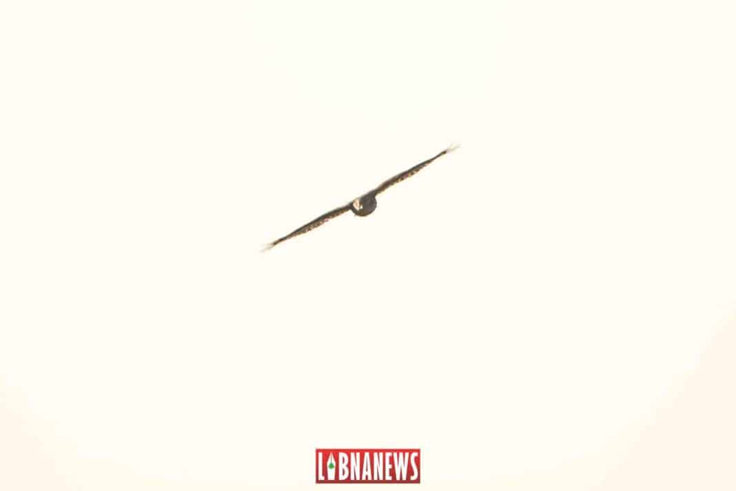 L’Aigle et les lièvres, par A. Bachir