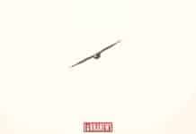 L’Aigle et les lièvres, par A. Bachir