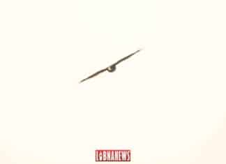 L’Aigle et les lièvres, par A. Bachir